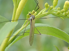 Tricyphona
