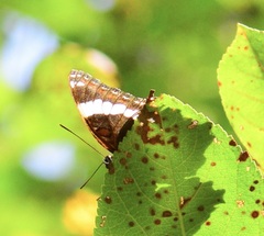 Limenitis arthemis arthemis