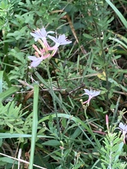 Oenothera gaura