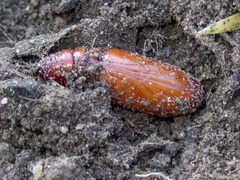 Mythimna convecta