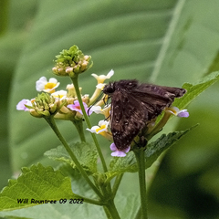 Erynnis tristis
