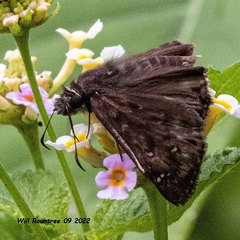 Erynnis tristis
