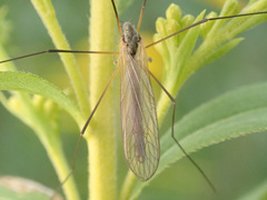 Tricyphona
