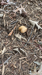 Agrocybe putaminum
