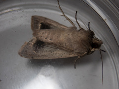 Mythimna convecta