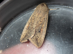 Mythimna convecta