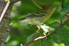 Setophaga striata