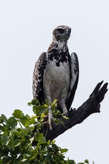 Polemaetus bellicosus