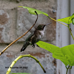 Archilochus colubris