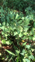 Persicaria perfoliata