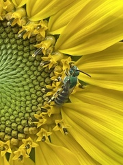 Agapostemon virescens