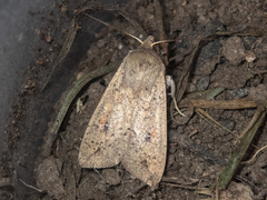 Mythimna convecta