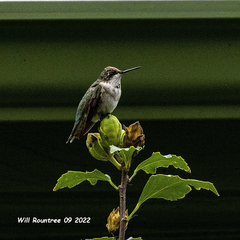 Archilochus colubris