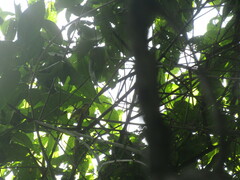 Basileuterus delattrii