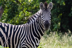 Equus quagga chapmani