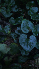 Asarum caudatum