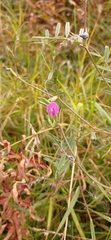Vicia sativa