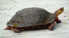 Rhinoclemmys pulcherrima rogerbarbouri