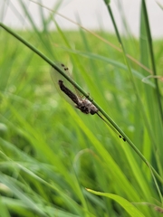 Ululodes macleayanus