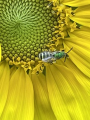 Agapostemon virescens