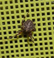 Araneus