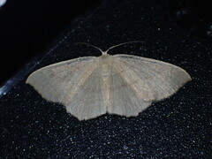 Cyclophora linearia