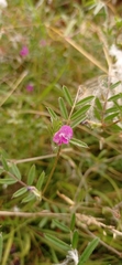 Vicia sativa