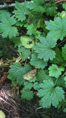 Boykinia occidentalis