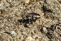 Cicindela scutellaris lecontei