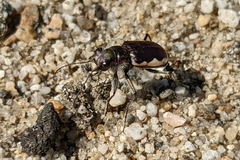 Cicindela scutellaris lecontei