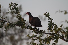 Pternistis swainsonii swainsonii