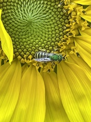 Agapostemon virescens