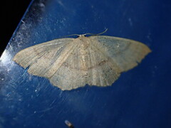 Cyclophora linearia