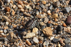 Cicindela tranquebarica