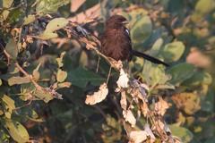 Lanius melanoleucus