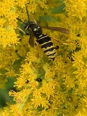 Vespula vidua