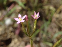 Centaurium