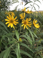 Helianthus grosseserratus