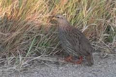 Pternistis natalensis