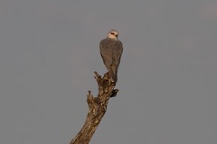 Elanus caeruleus caeruleus