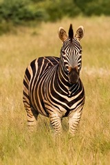 Equus quagga chapmani