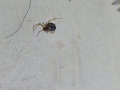 Theridiidae
