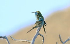 Merops cyanophrys cyanophrys