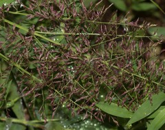 Coleataenia rigidula