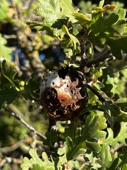 Andricus quercuscalifornicus