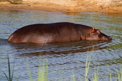 Hippopotamus amphibius