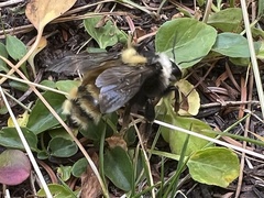 Bombus appositus