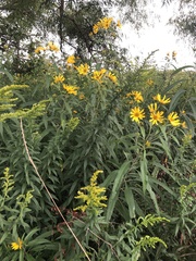 Helianthus grosseserratus