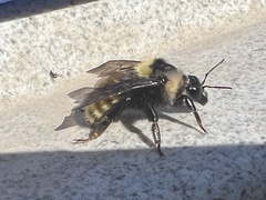 Bombus appositus