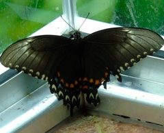 Heraclides pallas bajaensis
